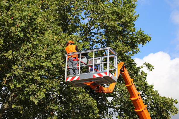 Best Tree Health Inspection  in Carthage, TX